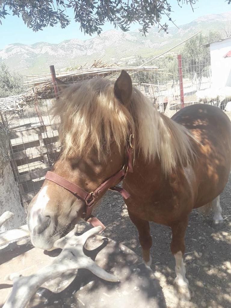 brown pony watching at the camera at Perivolaki farm